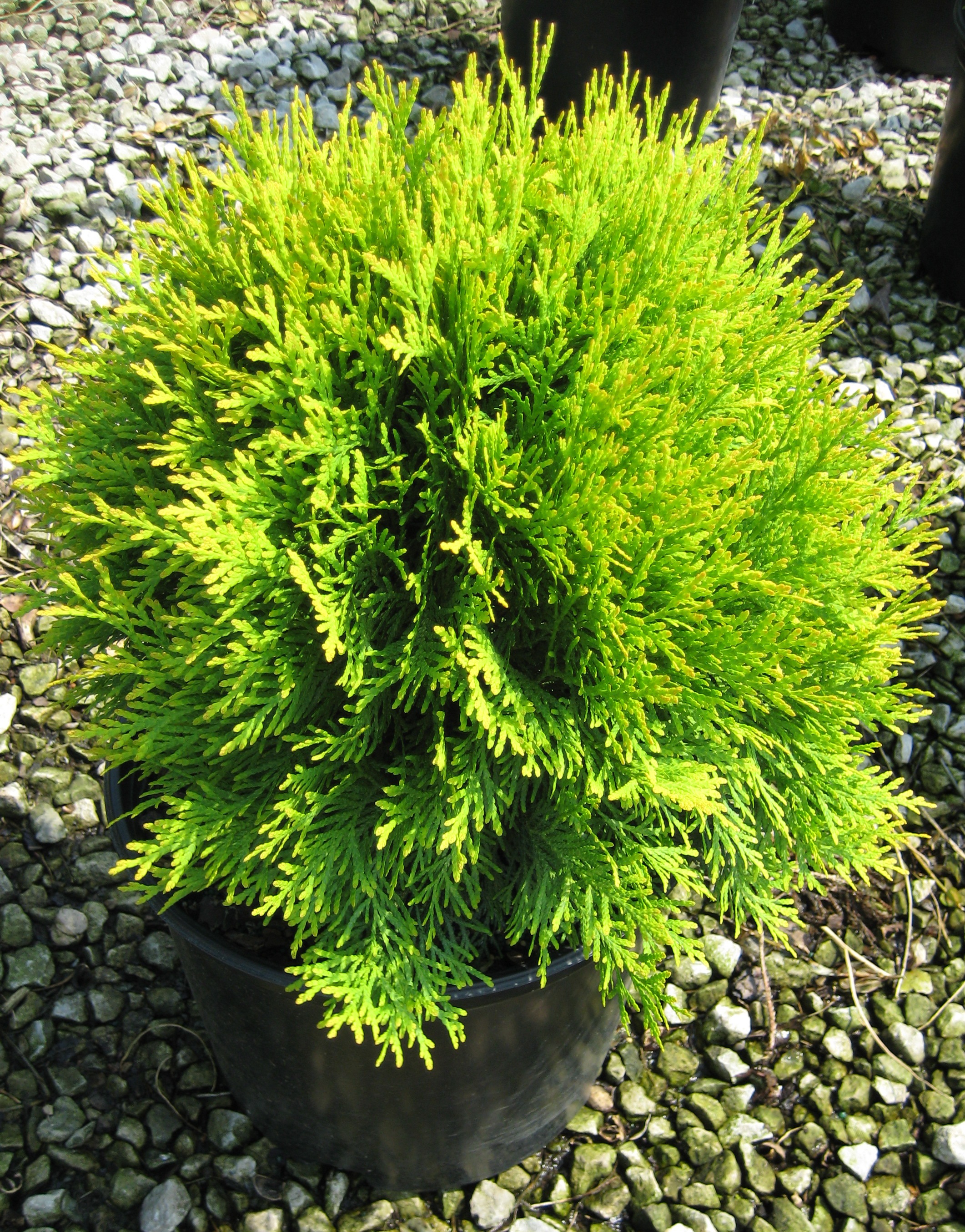 Туя западная Глобоза Ауреа 50-70 