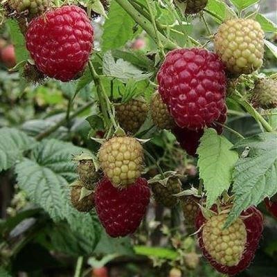 Малина ремонтантная Имара, красная v2 Tim 