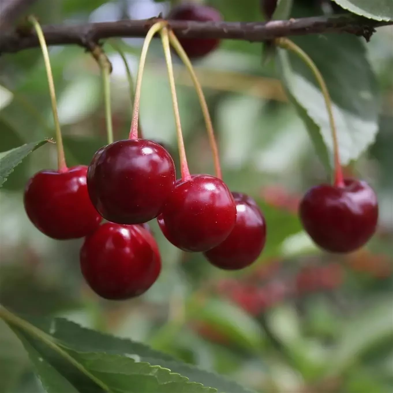 Вишня Гриот Московский v7 100-120 Tim 