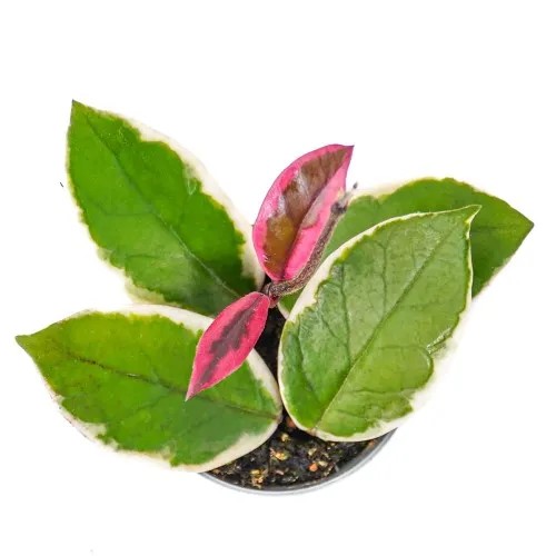 Хойя Карноза Фламинго Дрим d9 h14 