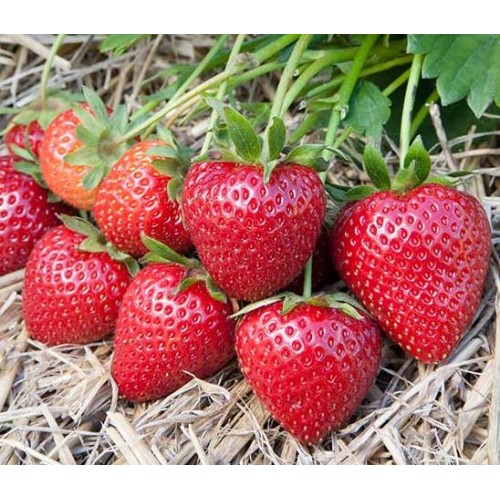 Земляника ремонтантная Эвис Делайт кашпо Tim по цене  Земляника ремонтантная Эвис Делайт кашпо Tim