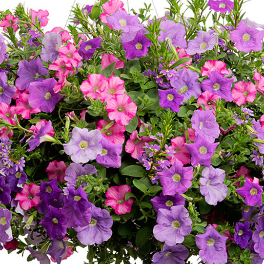 Сурфиния в кашпо bix 