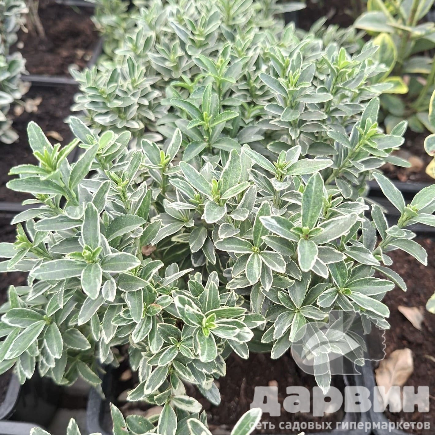 Бересклет японский Микрофилус Альбовариегата v2 Lav 