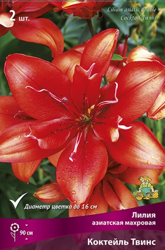 Луковица Лилия азиатская махровая Коктейль Твинс  3шт Поиск 