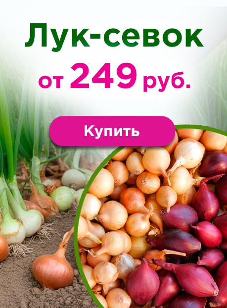 Лук-севок от 249 руб