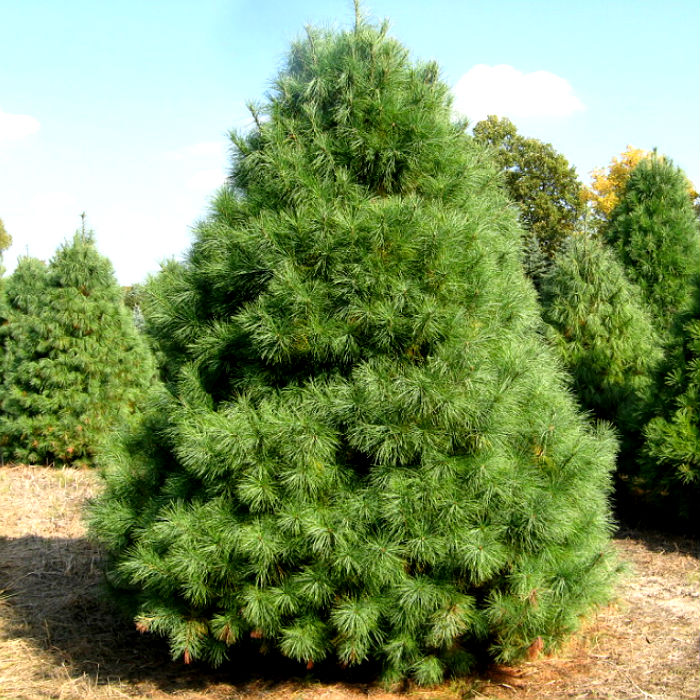 Растение сосна мексиканская белая Коронадо 35-40 KG 
