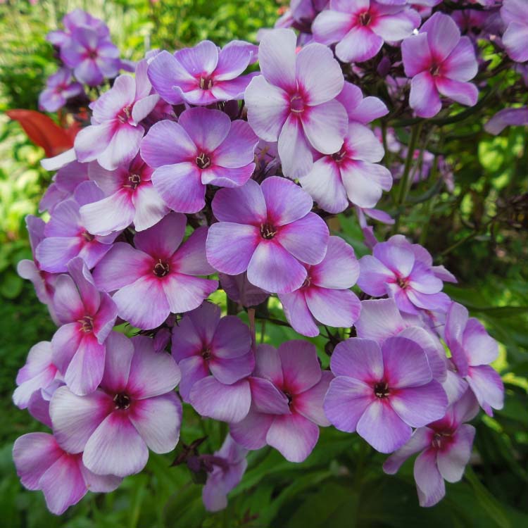 Флокс метельчатый Свирли Берли v2 Tim 