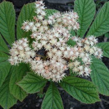 Роджерсия в асс. с3 