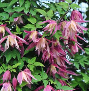 Клематис Janny C2 CL 