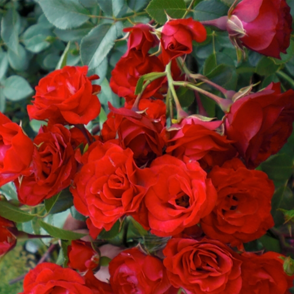 Роза почвопокровная Скарлет Мейяндекор в коробке ЦО 