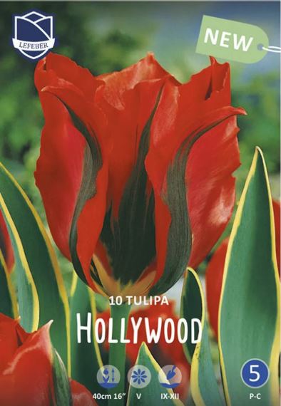 Луковица Тюльпан Голливуд 12/14, 10 шт/уп 