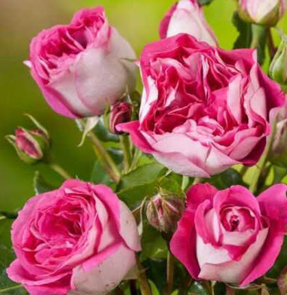 Роза Максим в коробке АФ 