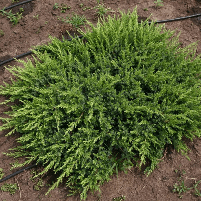 Можжевельник прибрежный Шлягер v7,5 40-50 Tw 