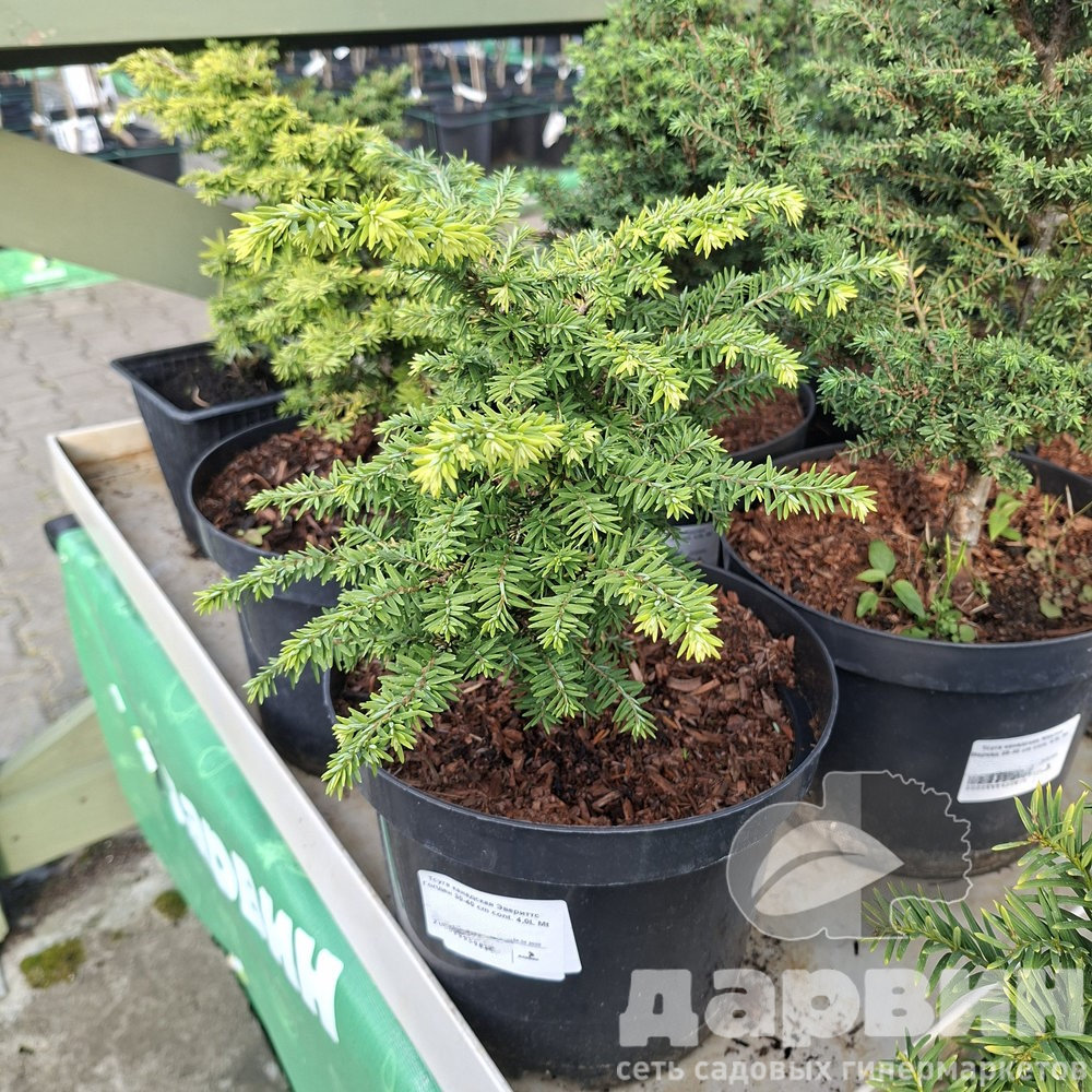 Тсуга канадская Эвериттс Голден 30-40 cm cont. 4,0L Mt 