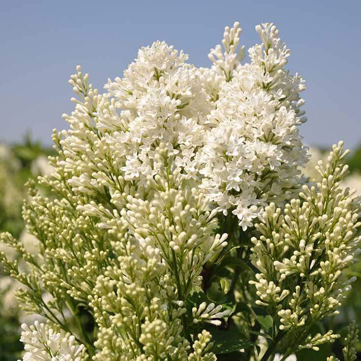 Сирень обыкновенная Агнес Смит P23 h30-50 TW 