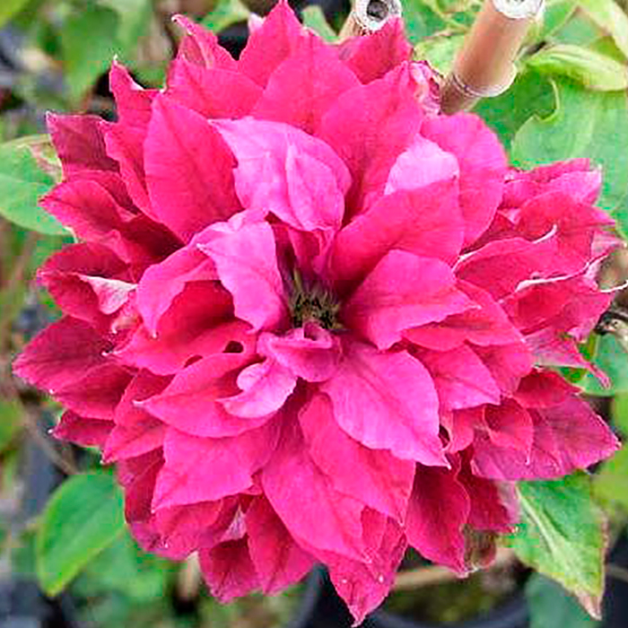 Клематис Red Star C2 E 