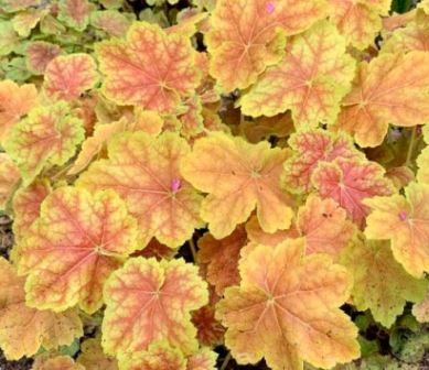 Гейхера гибридная Тирамису I 1шт Поиск 
