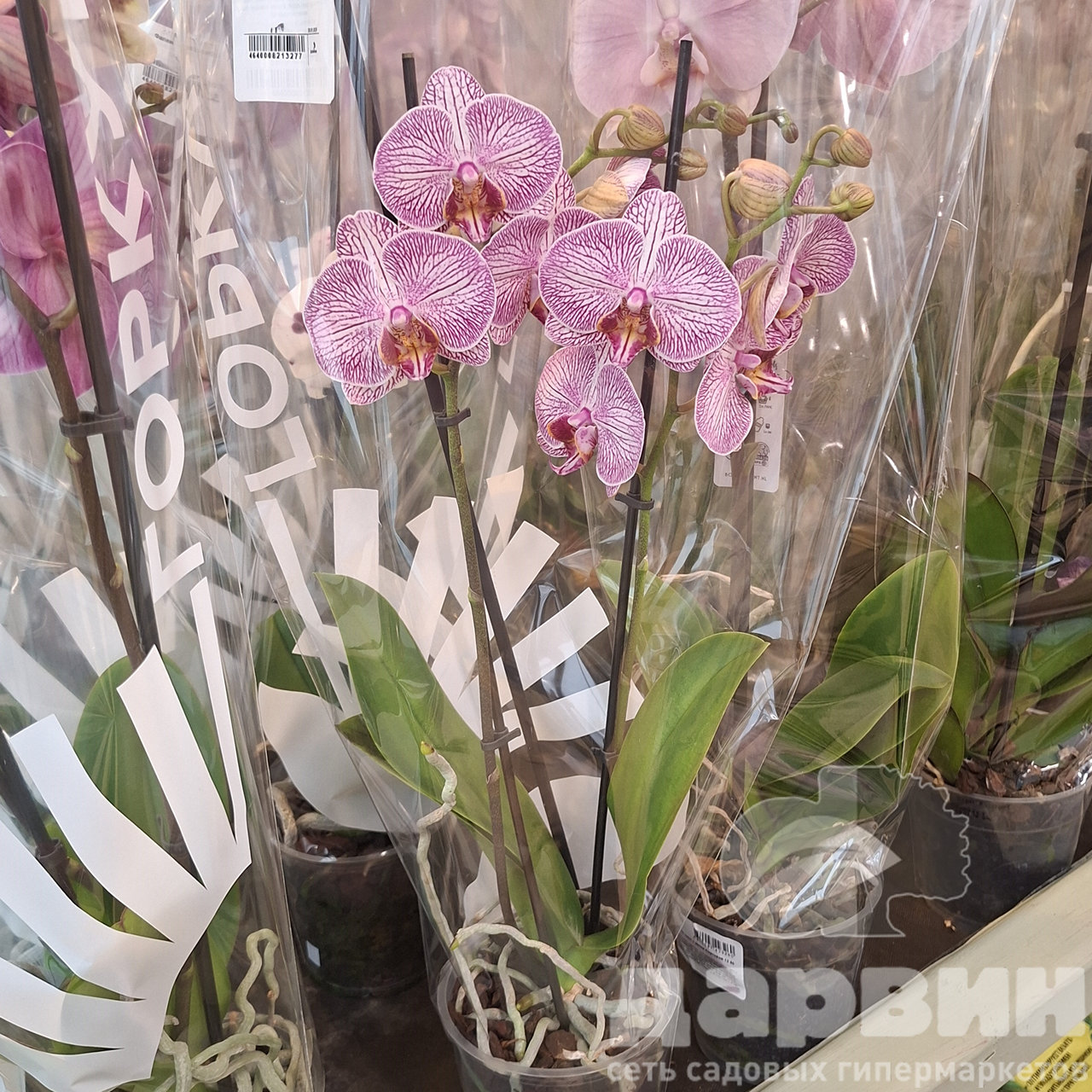 Фаленопсис 2ст д12 ЯР (4) WM