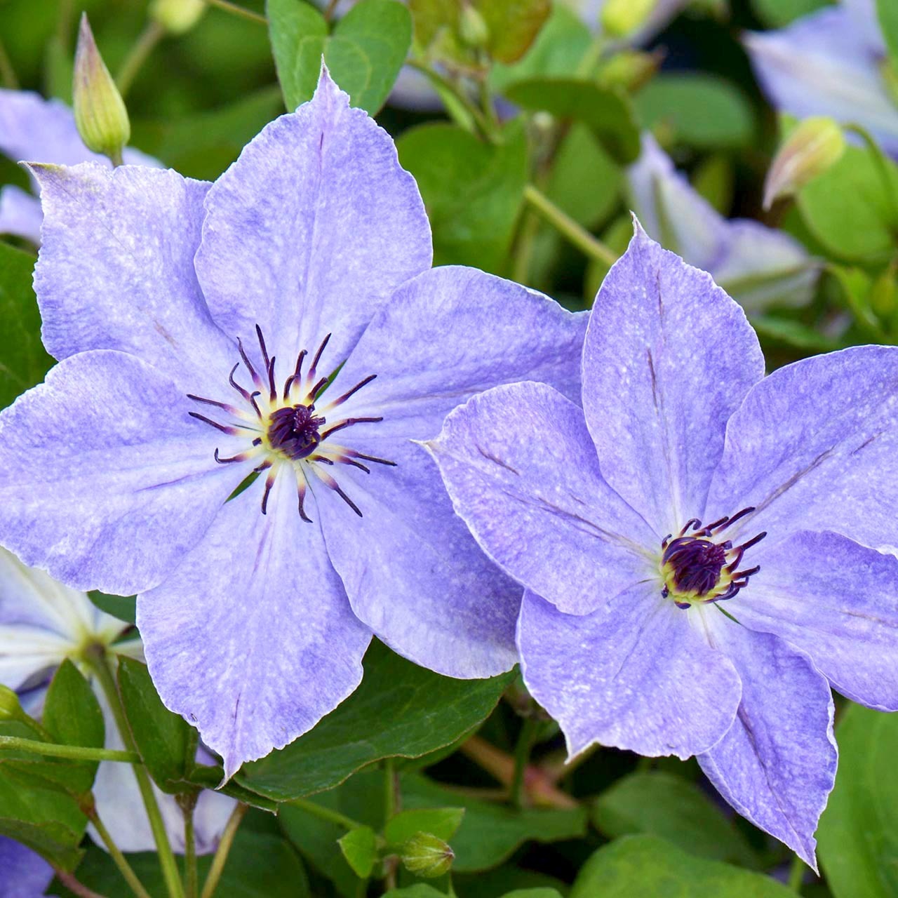 Клематис Скайфолл v2 Tim 