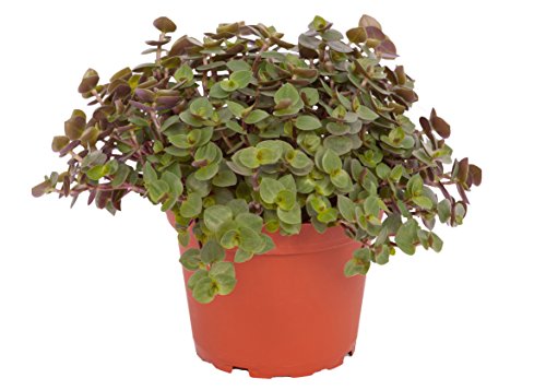 Каллизия бамбино d5,5 h10 