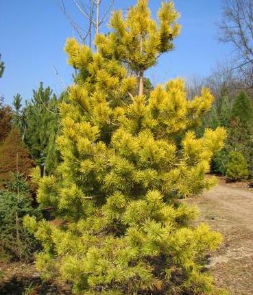 Сосна обыкновенная Голд Коин v5 60-80 