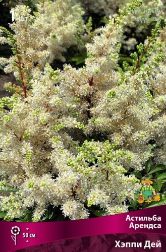 Корневище Астильба Арендса Хэппи Дей I 1шт Поиск 