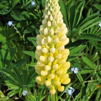 Люпин многолистный Шандэлье, С3, ЦО 