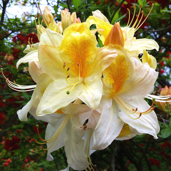 Азалия гибридная Нозерн Хай-лайтс p9 