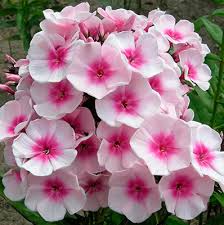 Корневище Флокс метельчатый Бриллиант Айз 1 шт Поиск 