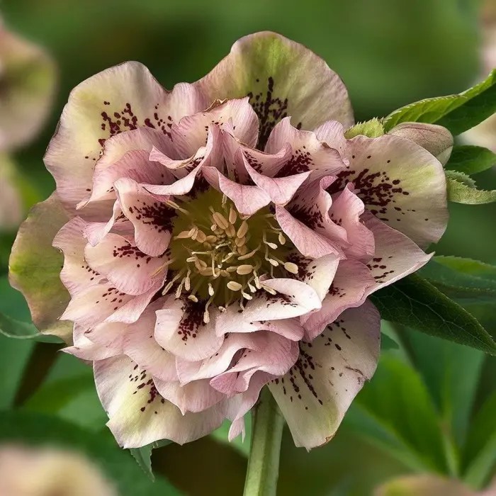 Корневище Морозник восточный Дабл Элен Пинк 1 шт Поиск 