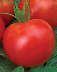 _Семена Л/томат Мобил средний 0,2г 