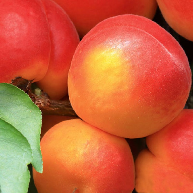 Абрикос Северное сияние v7 100-120 Tim 