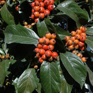 sorbus-aria-magnifica-300x300