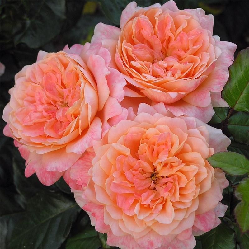 Роза английская КИНГ АРТУР v7 Fr 