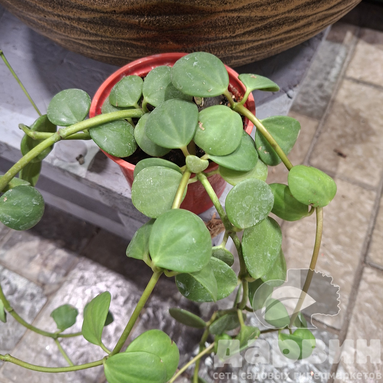 Пеперомия Хоуп d10 Tim 