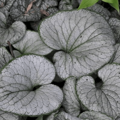 Брунера Сильвер Харт v2 Tim 