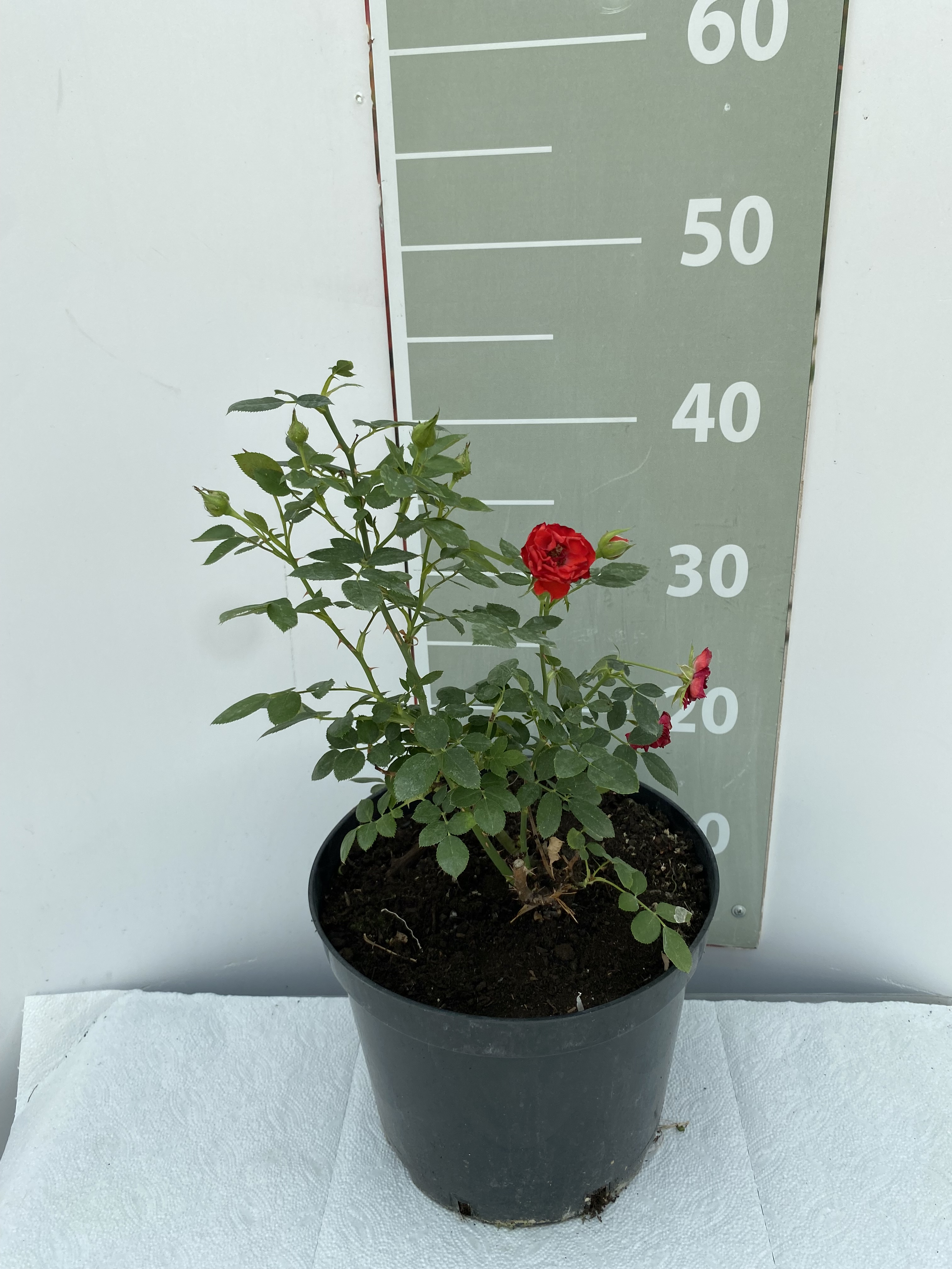 Роза миниатюрная Оранж беби v5 Lav 