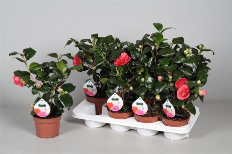 Камелия японская Леди Кампбел d15 h50 