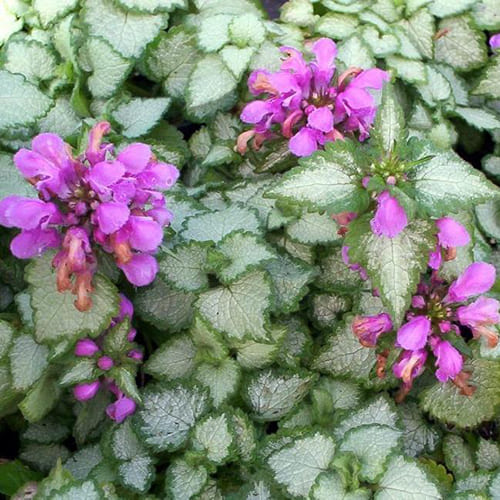 Яснотка Крапчатая d9-10 ХР 