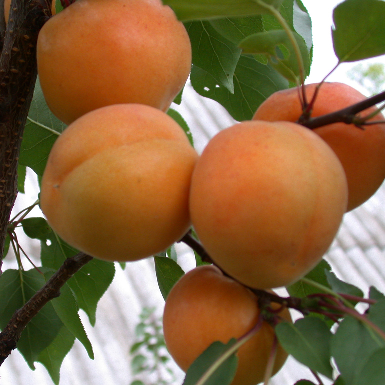 Дерево абрикос погремок. Абрикос низкорослый сорта. Абрикос царский дерево. Сорт абрикосов кандагар. Персик зимостойкий сусова.