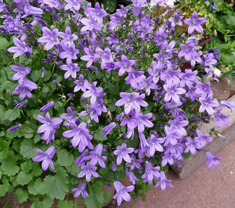  Колокольчик Пожарского (Р9) ЦО 