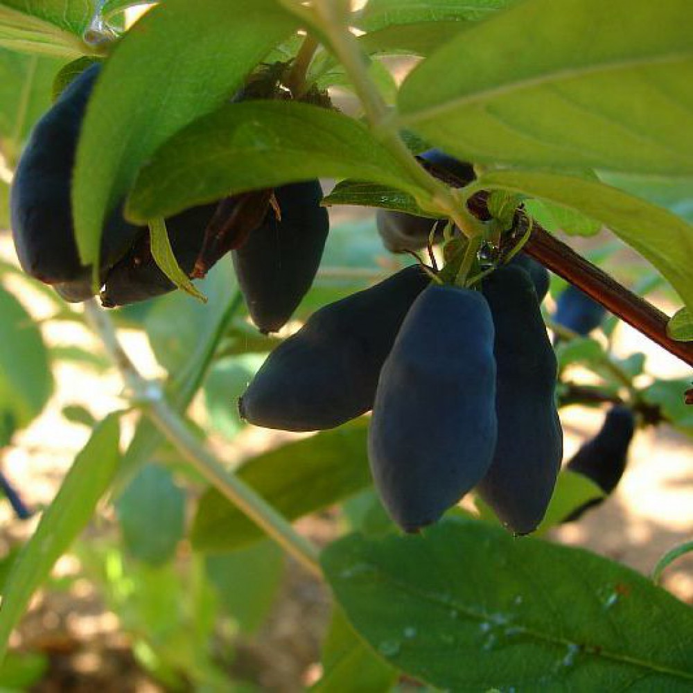 Жимолость Виола v1 Tim 