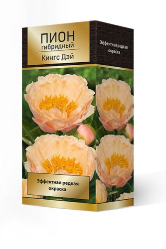 Кореневище Пион гибридный Кингс Дэй  1шт Поиск 