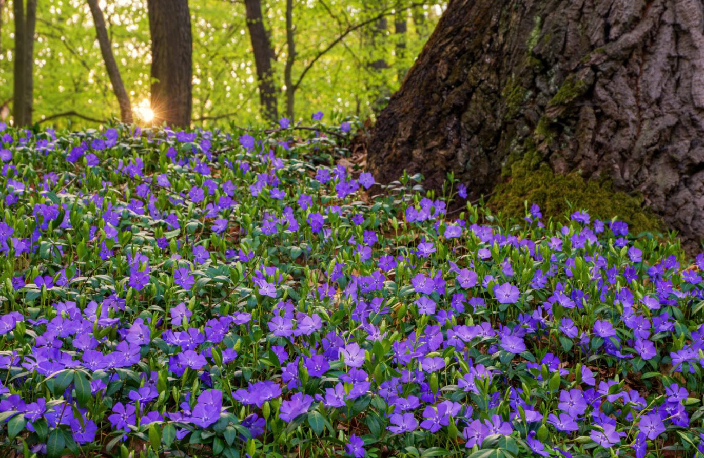 Барвинок v1,5 Push 