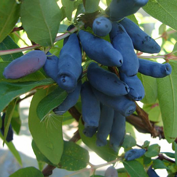 Жимолость съедобная Томичка v5 Tim 