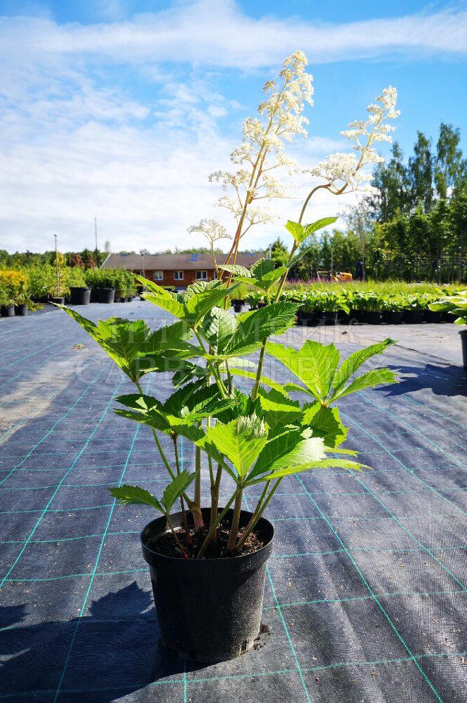 Роджерсия конскокаштанолистная v3 Sav 