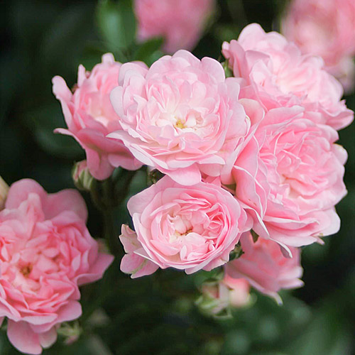 Роза почвопокровная Фейри v3 Sav 