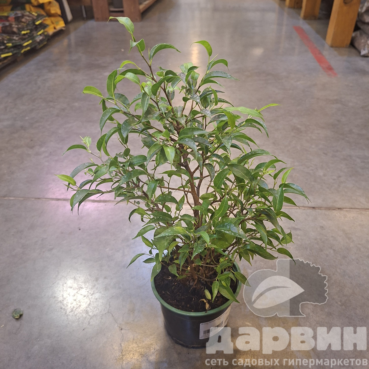 Фикус Бенджамина Наташа d12 Tim 