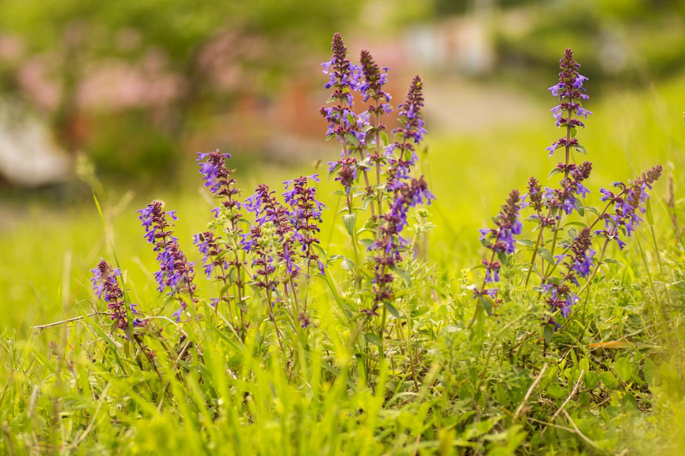 Змееголовник v1,5 Push 