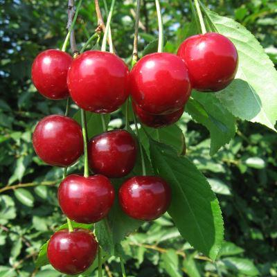 Вишня Малышка 3-х летка Tim по цене  Вишня Малышка 3-х летка Tim